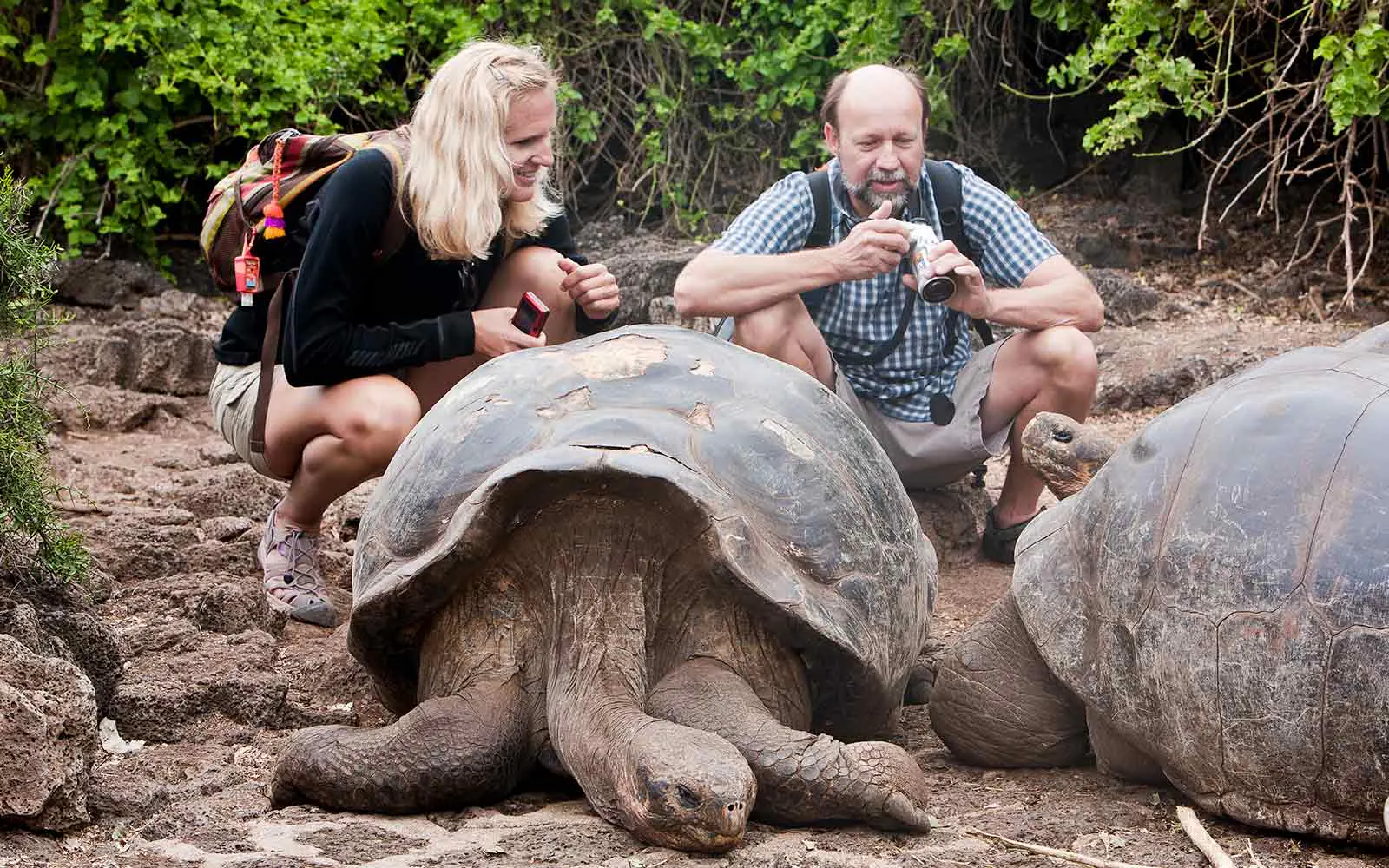 Join our Wildlife Safari Tours & Adventures for an unforgettable Galapagos tortoise tour. Immerse yourself in the mesmerizing beauty of the Galapagos Islands as you observe these magnificent creatures up close