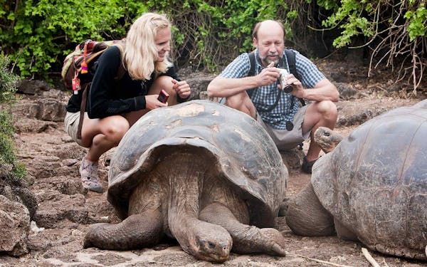 Join our Wildlife Safari Tours & Adventures for an unforgettable Galapagos tortoise tour. Immerse yourself in the mesmerizing beauty of the Galapagos Islands as you observe these magnificent creatures up close