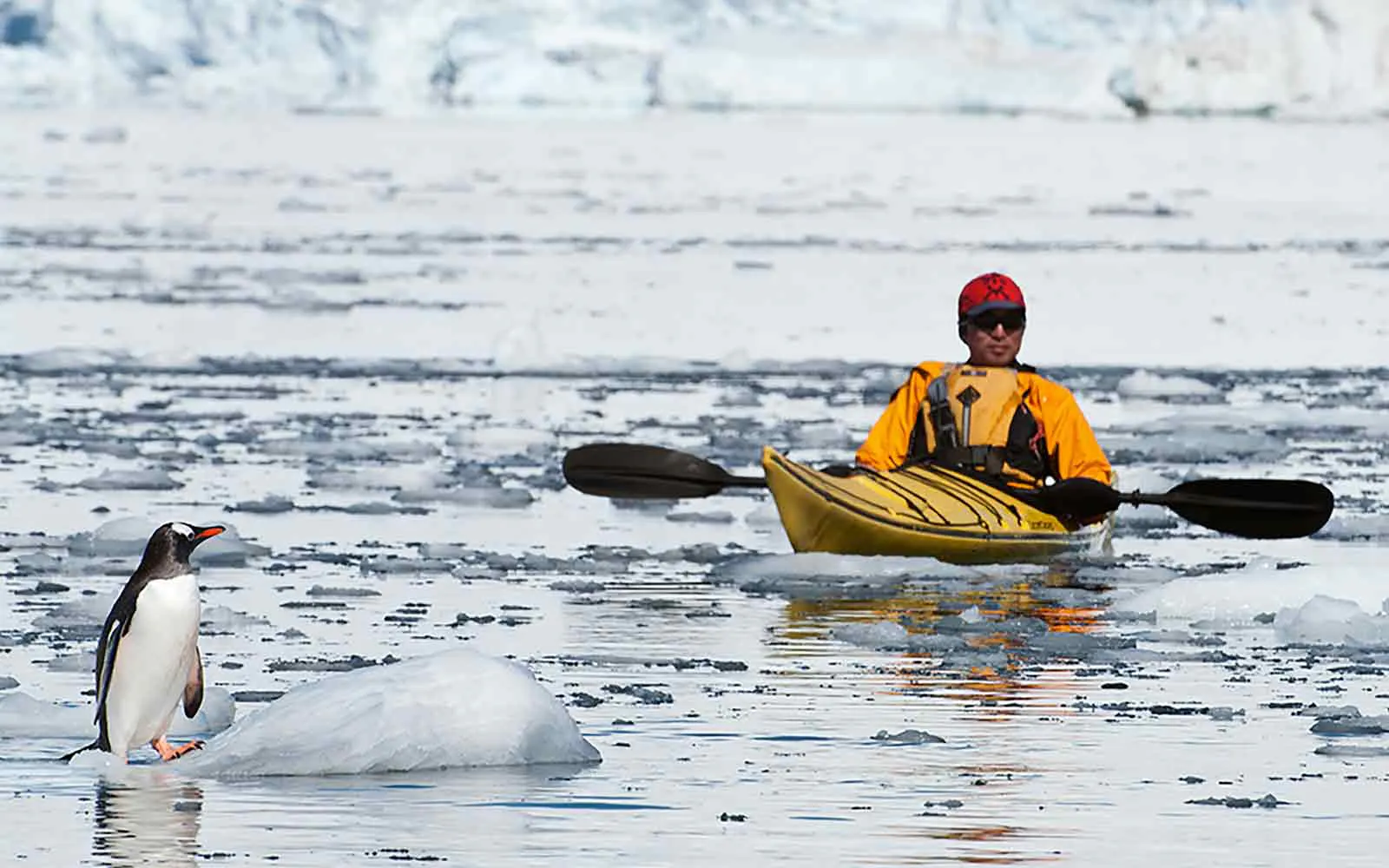 A man on a wildlife safari kayak adventure with a penguin.