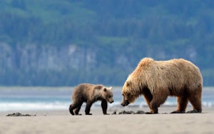 A grizzly bear and her cub on the beach during an USA adventure tour.