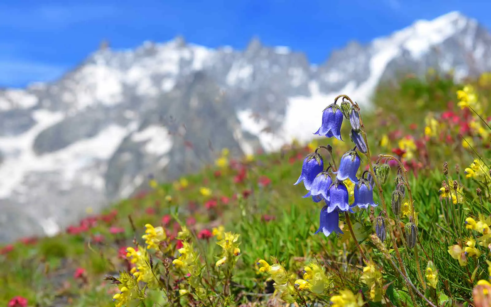 Enjoy stunning flowers during your hike in the Swiss mountains with breathtaking mountain views as your backdrop.
