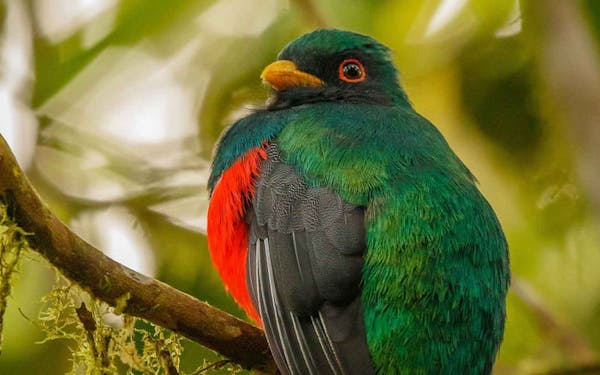 A green and red bird sits on a branch.