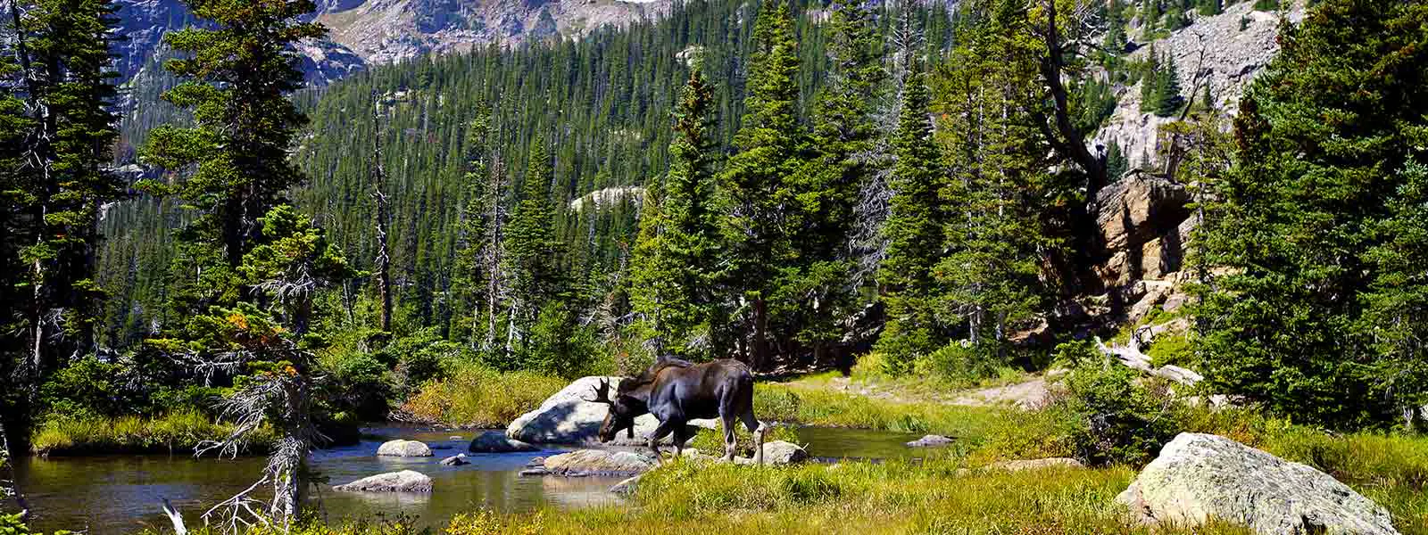 A moose is standing in a stream amidst the breathtaking mountains during an USA adventure tour.