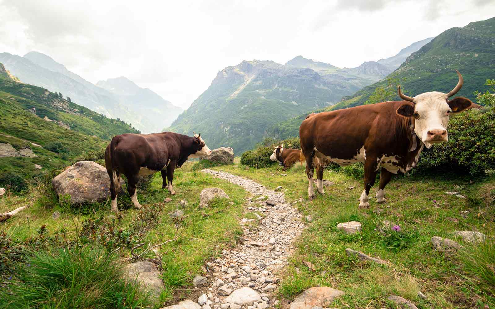 Discover the Best Hikes in Switzerland Explore Incredible Views