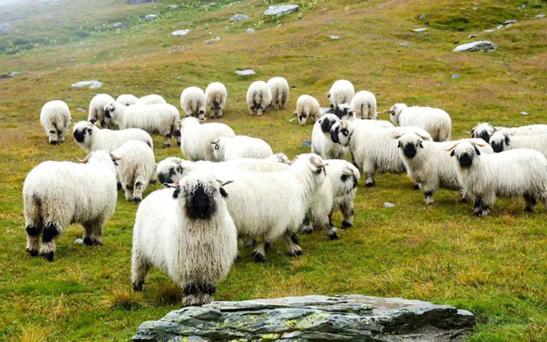 A group of sheep on a mountainside on the Haute Route hike in the Swiss Alps