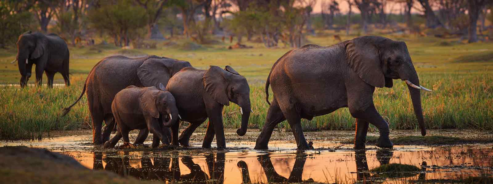 A group of elephants enjoying a peaceful walk in the water at sunset during a Wildlife Safari.