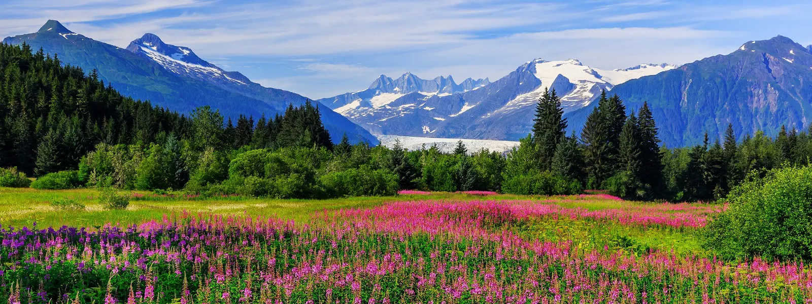 A field of wildflowers with mountains in the background.
