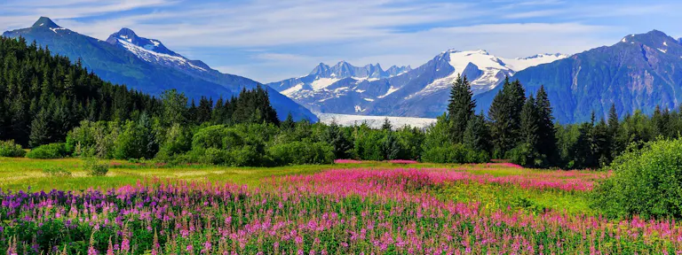 A field of wildflowers with mountains in the background.