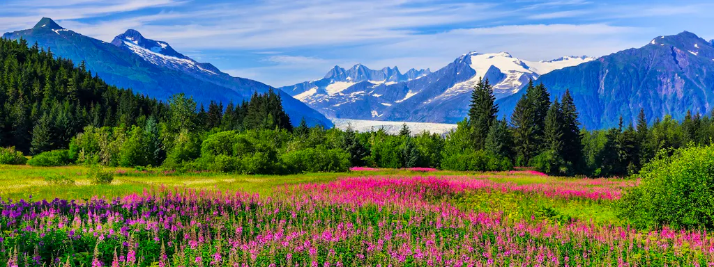 A field of wildflowers with mountains in the background.