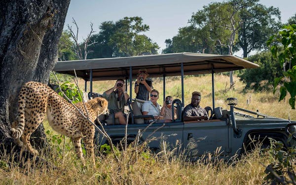 Africa Adventure Travel with a Cheetah on safari in Tanzania.
