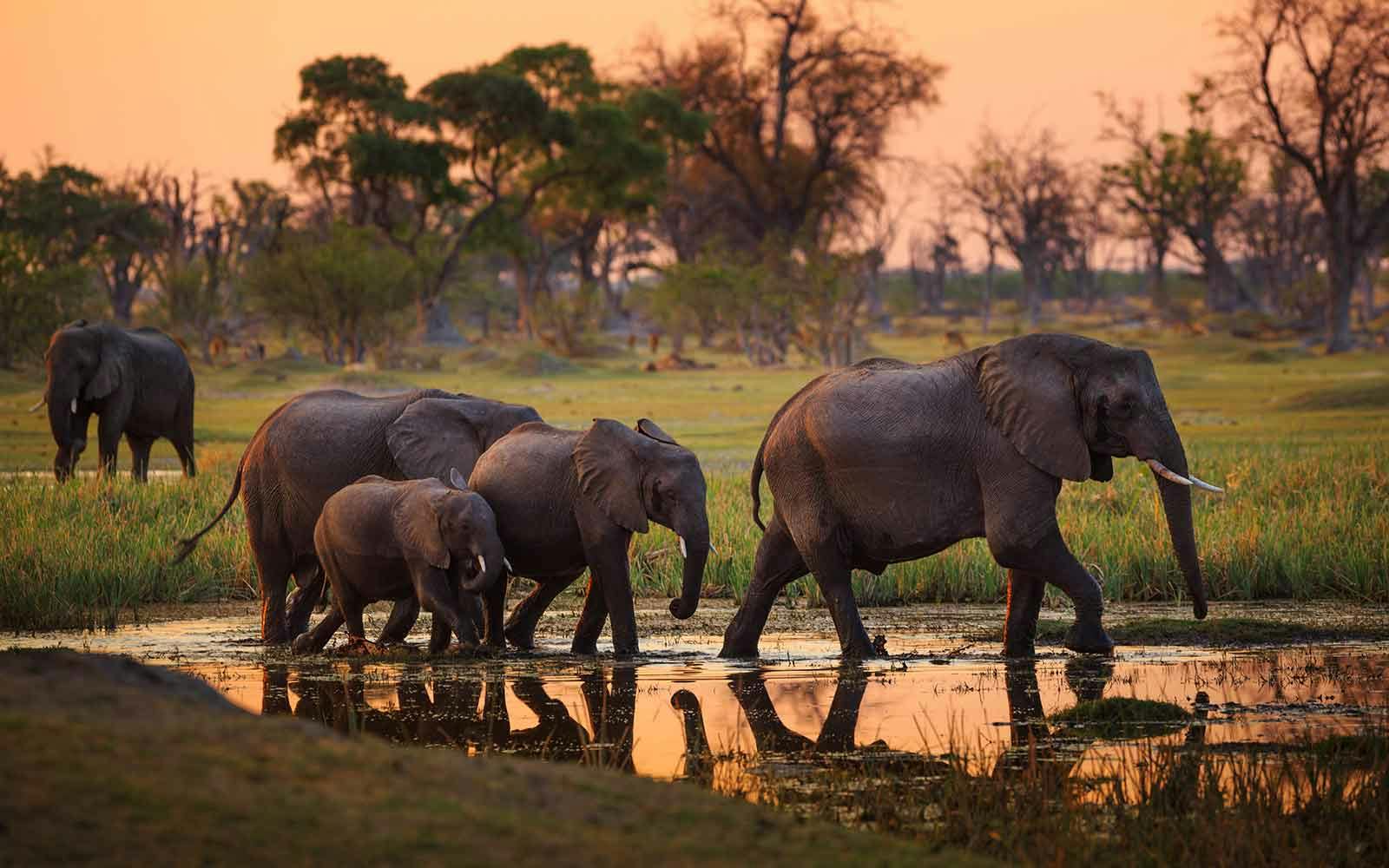 A group of elephants from Africa walking through a waterhole at sunset.