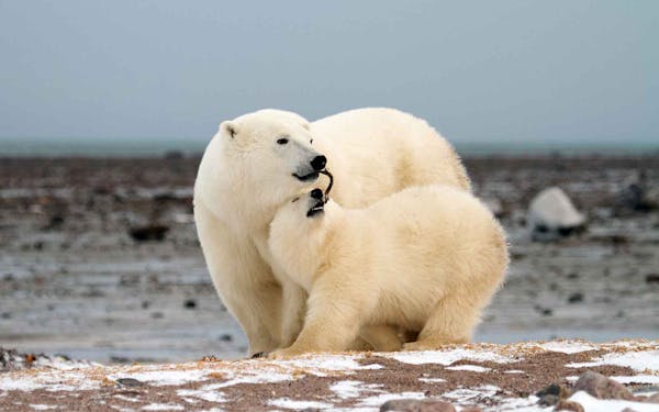Polar bear mother and cub spotted during a polar cruise.