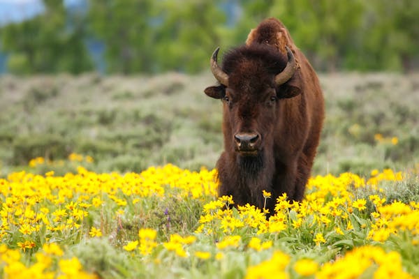 Best US adventure tours include witnessing a bison walking through a field of yellow flowers.