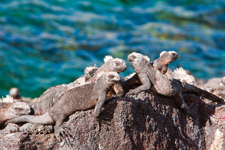 land iguanas on the galapagos islands 