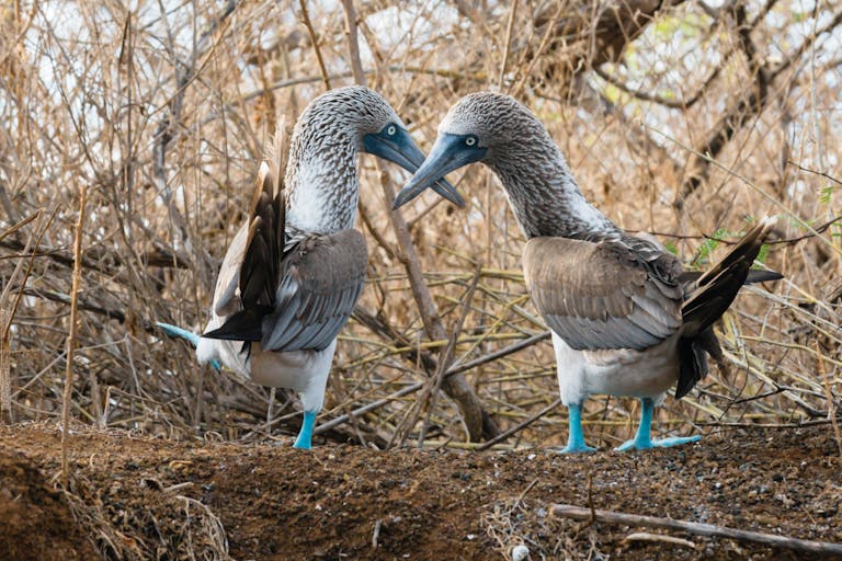 two blue footed boobies with webbed feet 