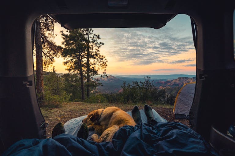 camping with your dog in a camping tent