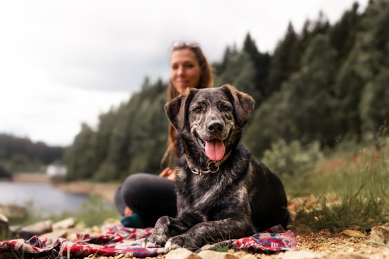 7 Tips For Backcountry Hiking With A Dog, From A Dog Trainer