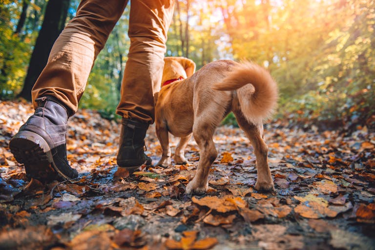 light haired dog hiking on a park trail in the woods