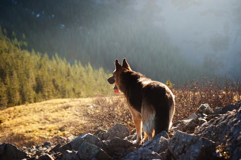 hiking with your dog in the backcountry