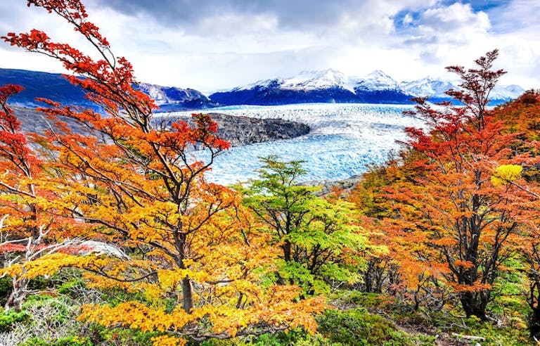 fall foliage in fall season in Patagonia in Torres del Paine National Park