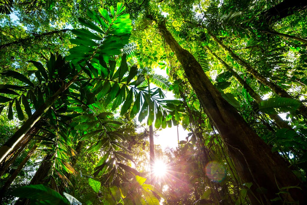 
Misty Rainforest in  Costa Rica,  Central America. RF stock. Purchased 050718Stock Photo ID: 228699595Copyright: Andrushko Galyna