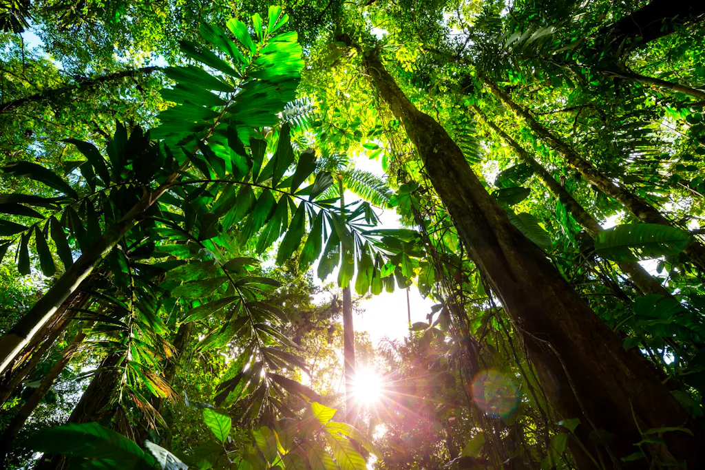 
Misty Rainforest in  Costa Rica,  Central America. RF stock. Purchased 050718Stock Photo ID: 228699595Copyright: Andrushko Galyna