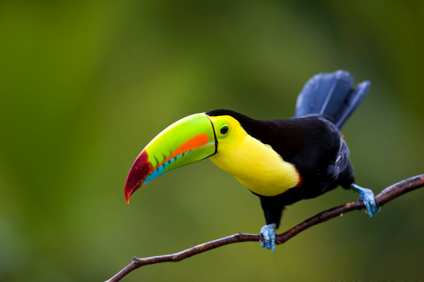 keel billed toucan in Costa Rica