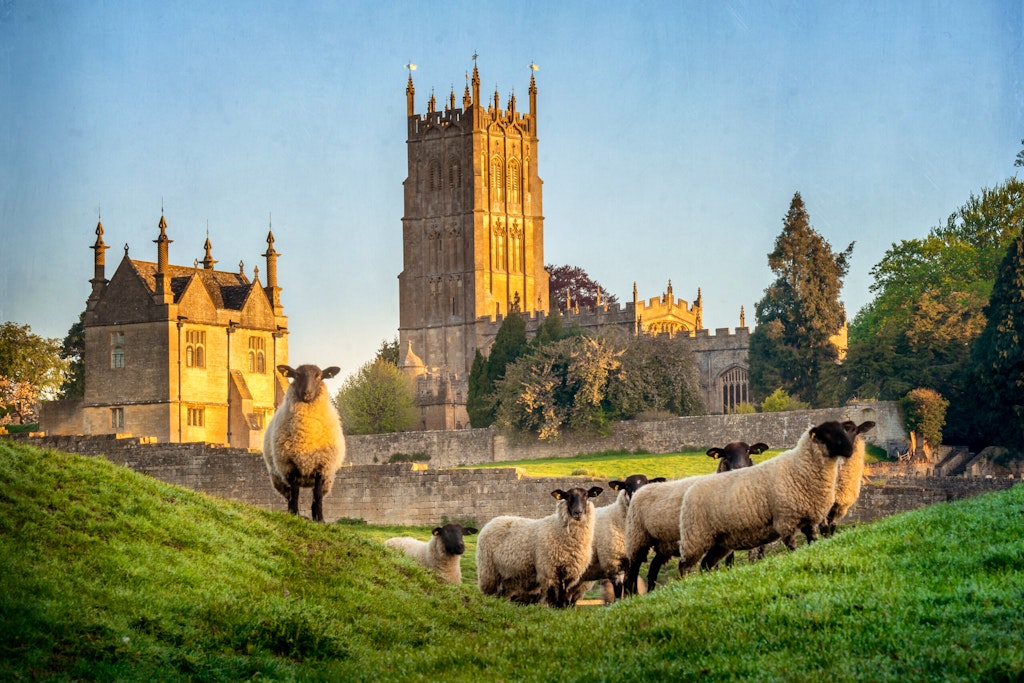 Sheep with church in background near Chipping Campden in Gloucestershire 