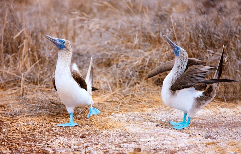 blue-footed boobies in The Galapagos Islands in Ecuador