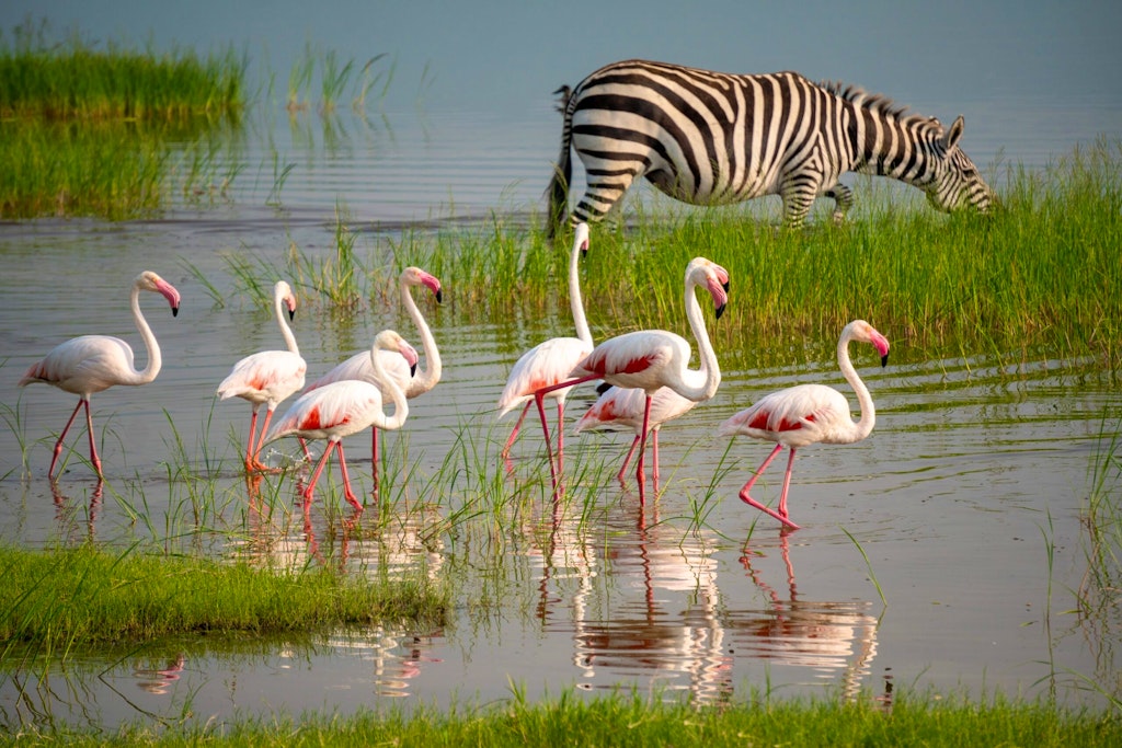 Lesser Pink Flamingos and Zebra are Grazing in the Lake in Ngorongoro Conservation Area in Tanzania, Africa