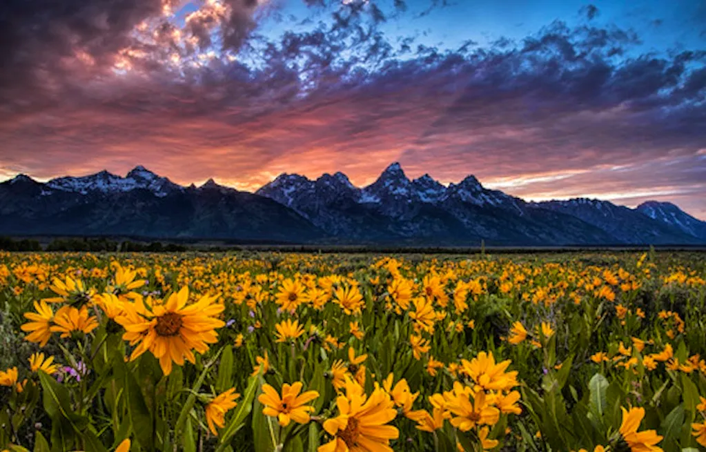 wildlife in the Yellowstone Teton National Park