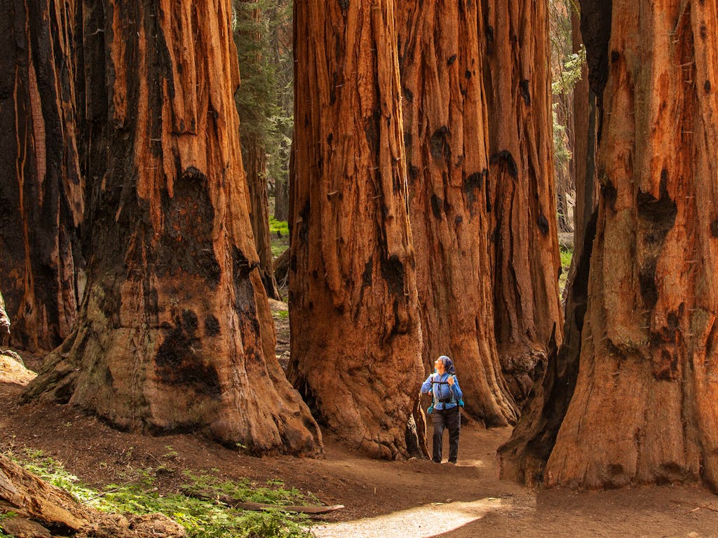 woman hiker looking up at giant sequoia tree at the national park in Yosemite, CA