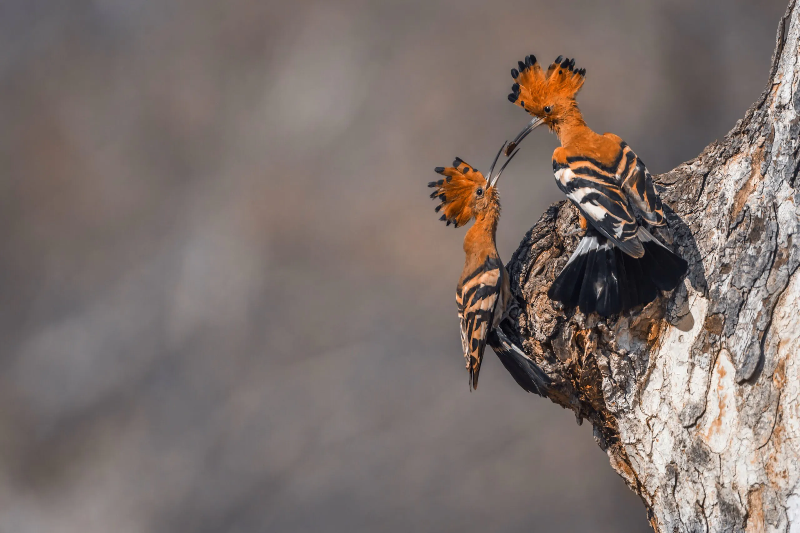 African hoopoe in Kruger National park, South Africa ; Specie Upupa africana family of Upupidae
