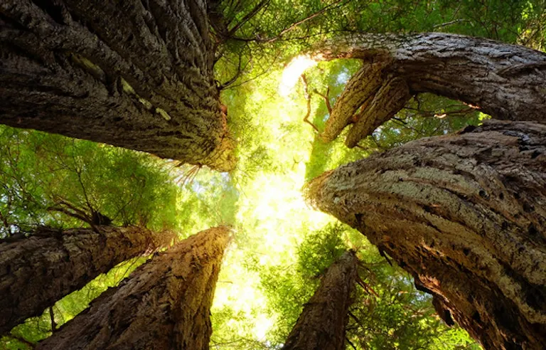 Yosemite sequoia trees