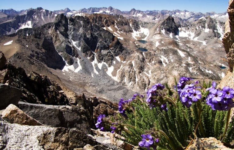 flowers overlooking mountain pass in California