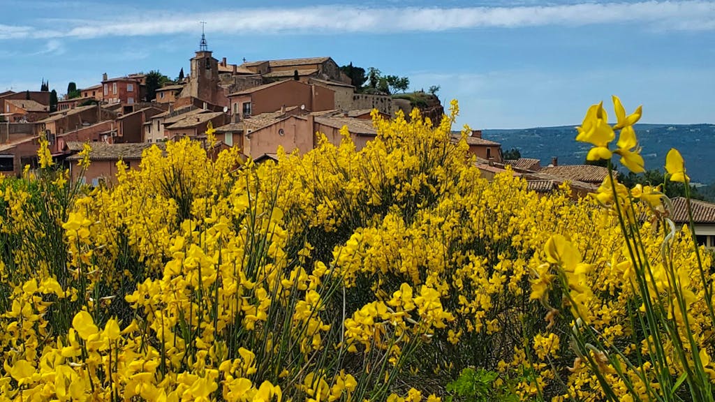 Fields and fields of yellow flowers in Provence