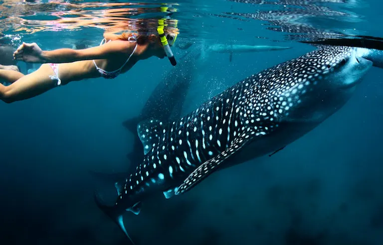going under the sea