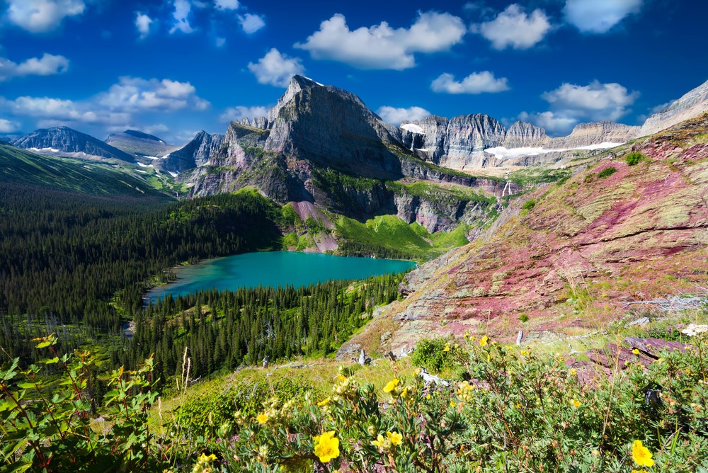 Wild flora in Glacier national park, montana.