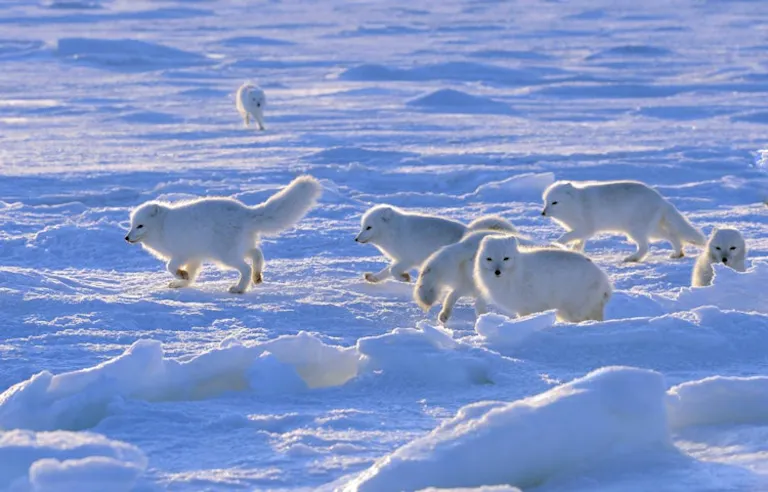 arctic foxes