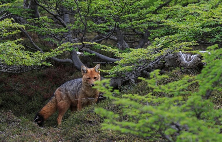 spotting a Patagonia fox in Argentina 