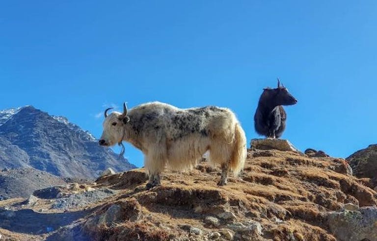 High-altitude hikes to Kala Patar and Mt Everest Base Camp