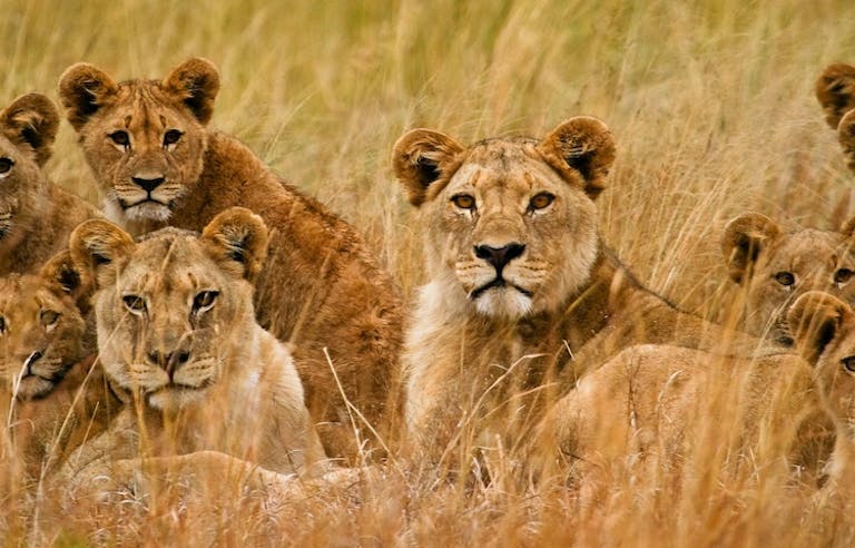 sighting lions in the wilderness in Zimbabwe