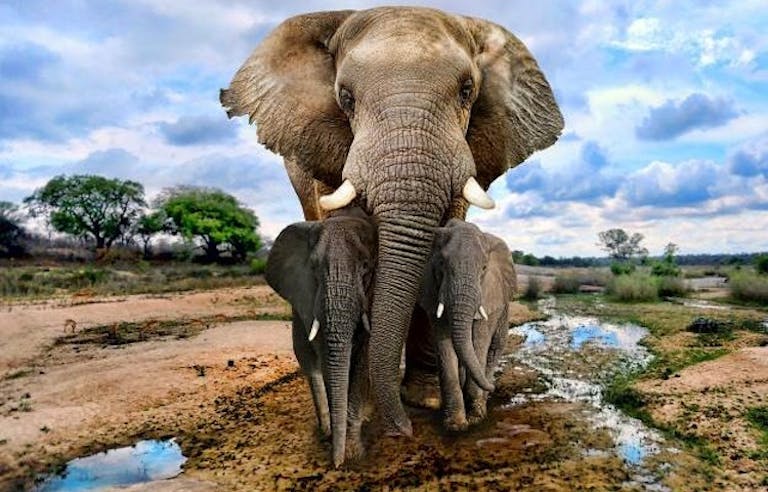 Mother elephant and baby elephant in the wilderness of Tanzania