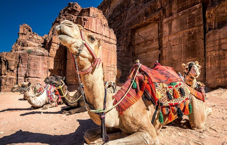 Camels resting in sun in the Jordan