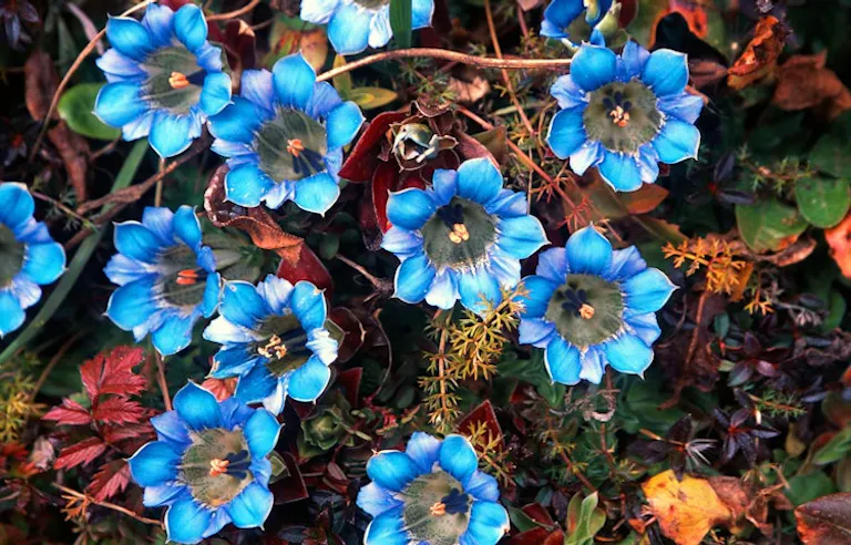 flowers