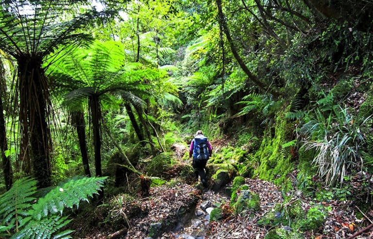 Hikers trekking a jungle trail in Abel Tasman National Park