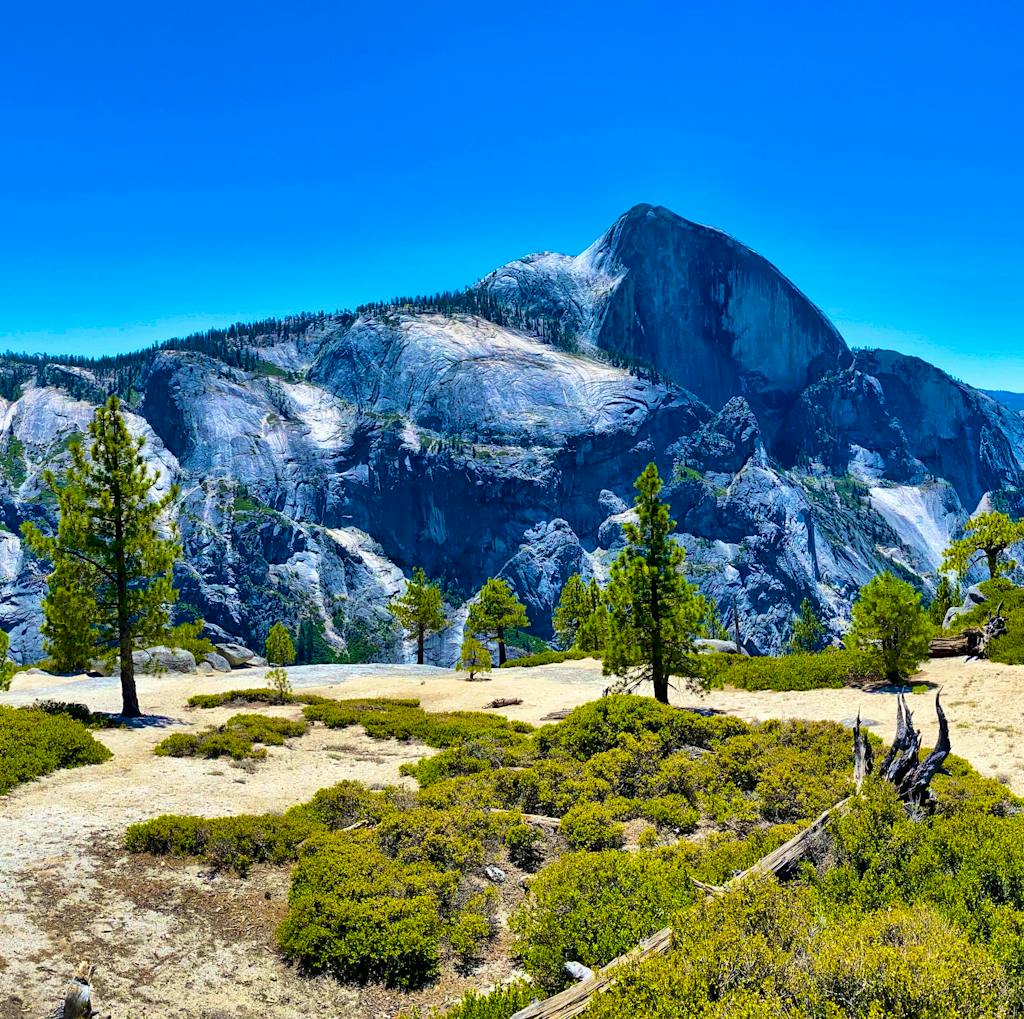 Panoramic shot of Yosemite trees and foliage