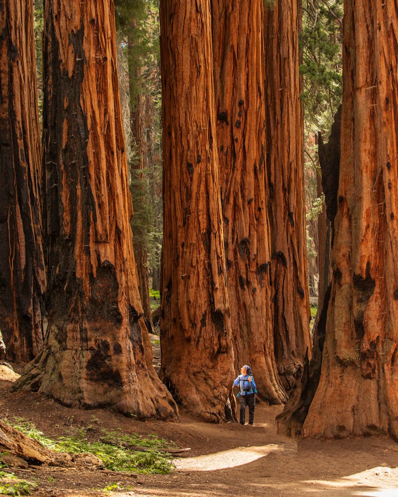 grandiose sequoias in mariposa grove in yosemite national park