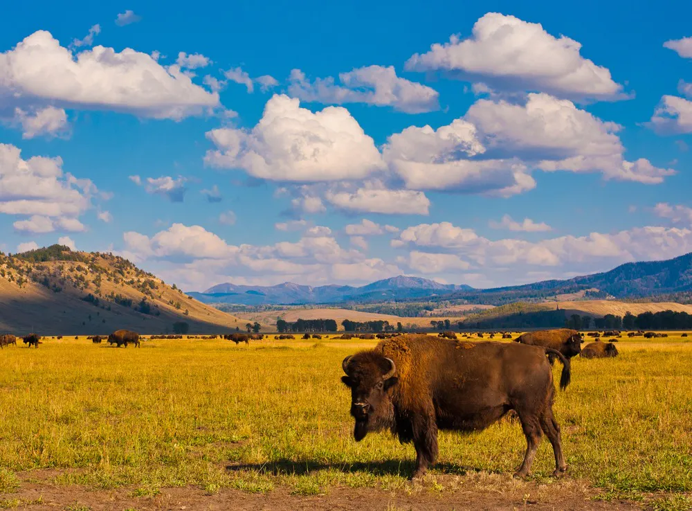 Bison in yellowstone national park.
