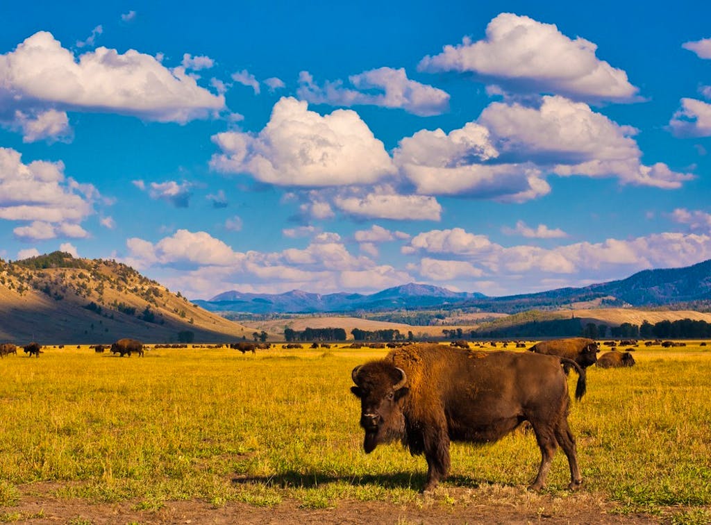 Buffalo walking in yellow rolling hills of Yellowstone National Park, Wyoming, USA